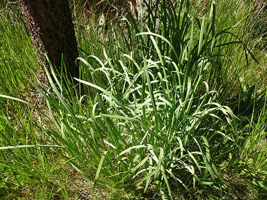 Wild garlic