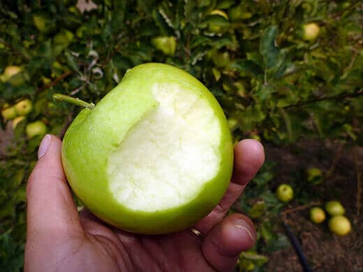 Sampling an apple at the farm