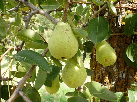 U-pick pears
