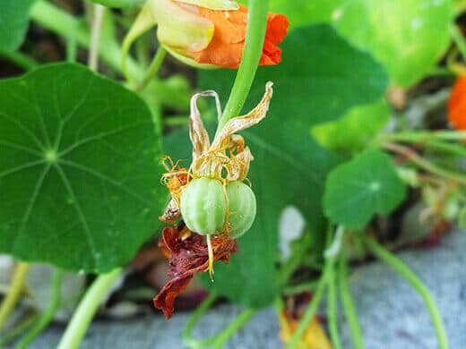 Nasturtium seed pods