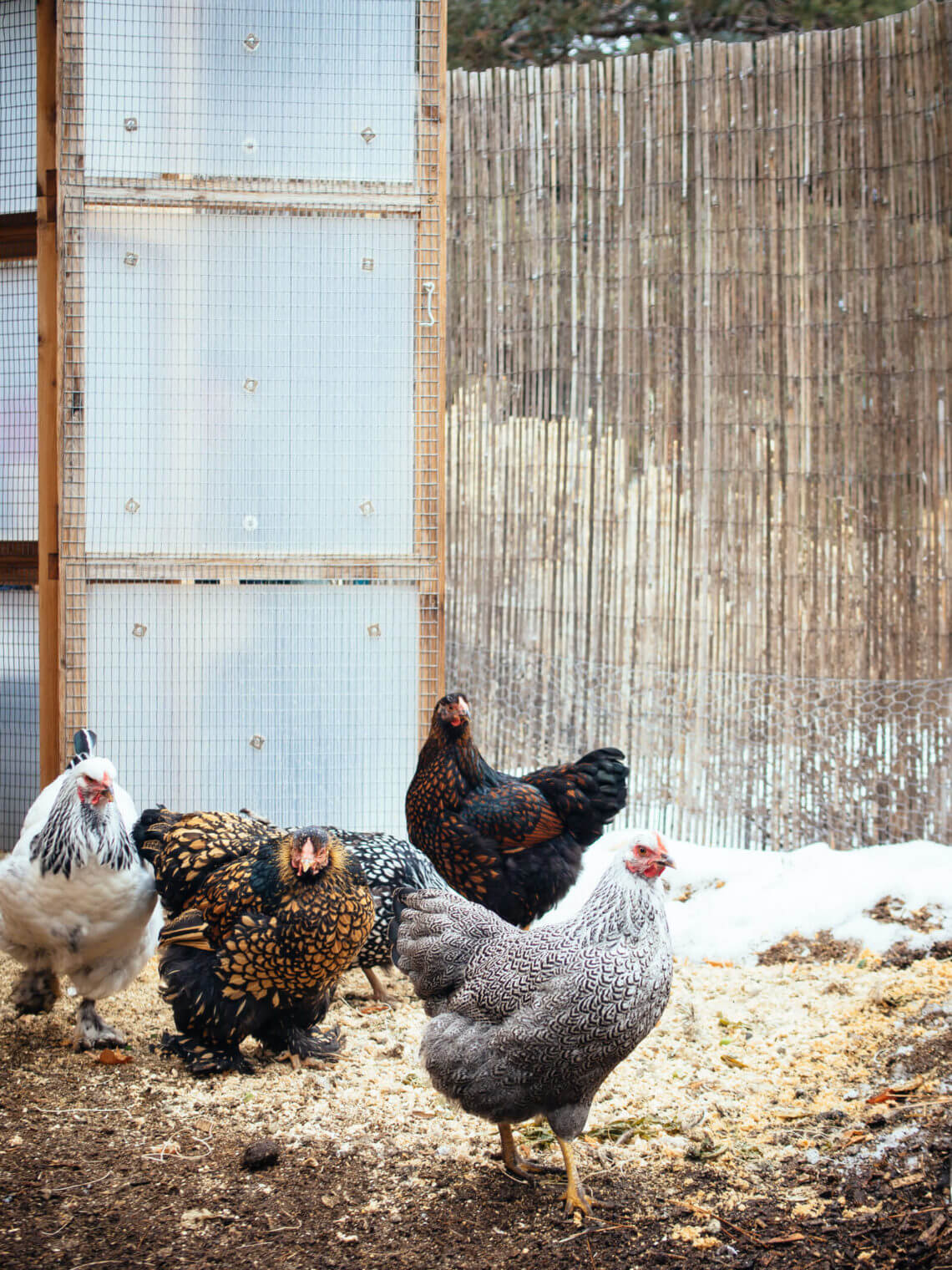 7 sure-fire tips and tricks for keeping your chickens healthy through winter