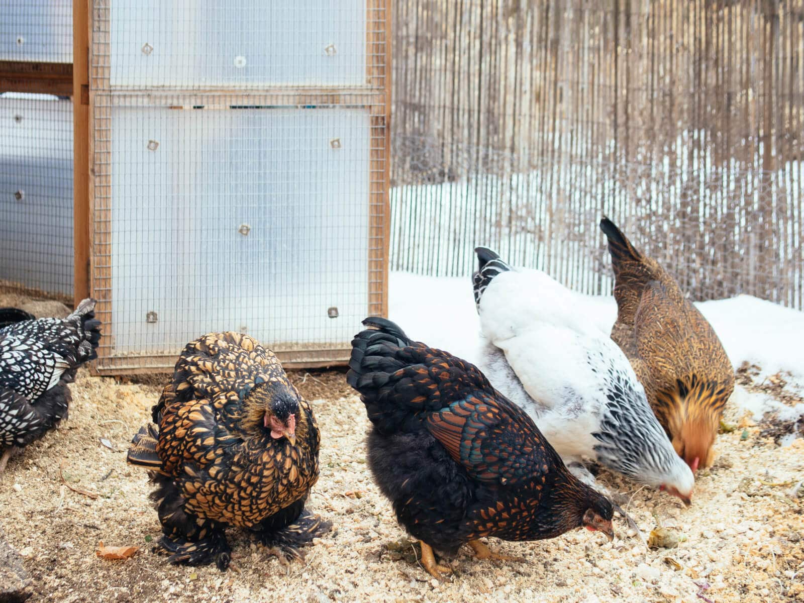 Learn how to keep your chickens healthy in winter