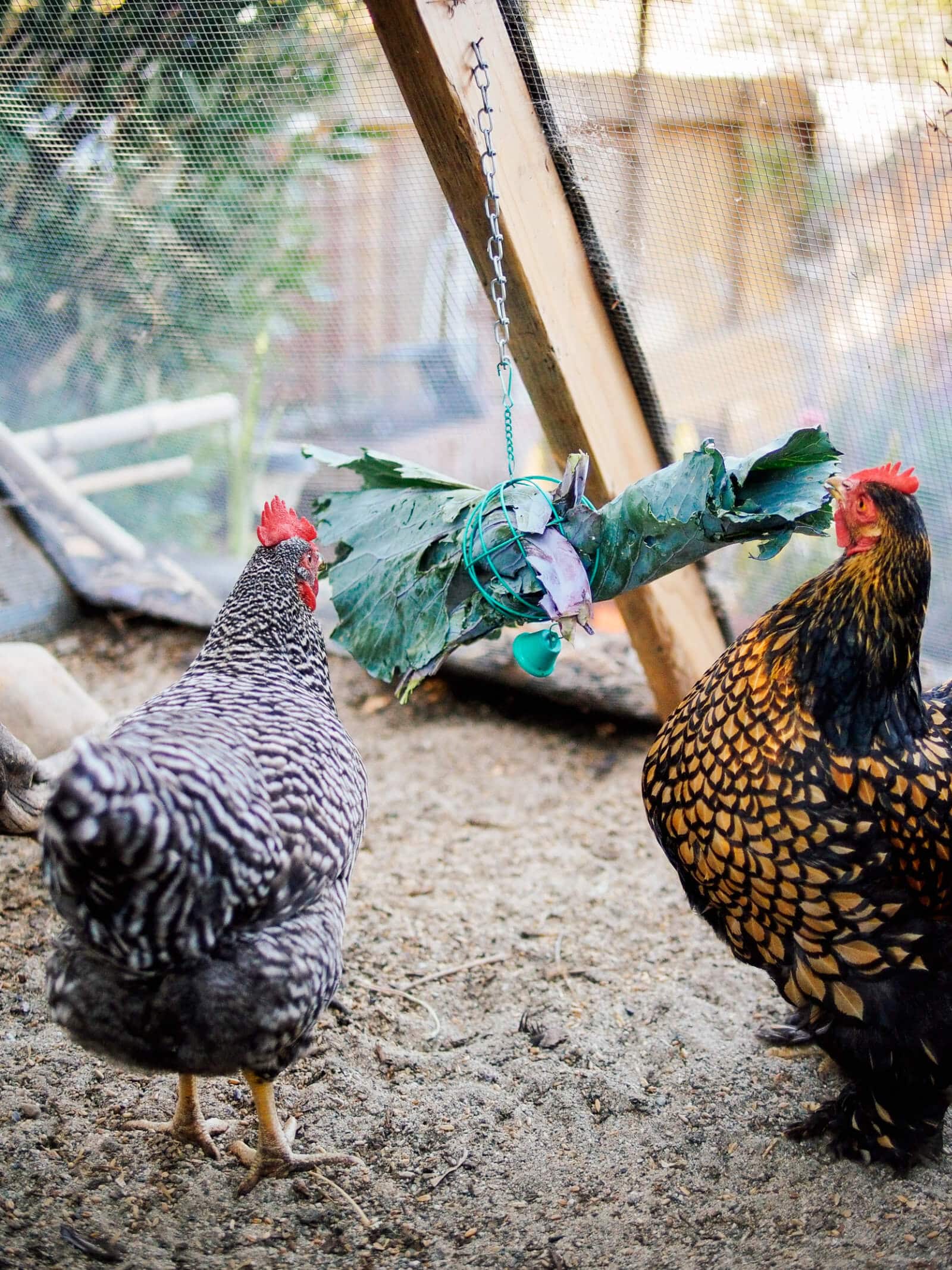 Stuff a treat ball with fresh greens to give your chickens a healthy snack and a little exercise