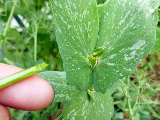 Pinch off the pea shoot above a leaf node