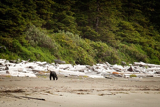 Bear sighting in the Pacific Rim National Park Preserve
