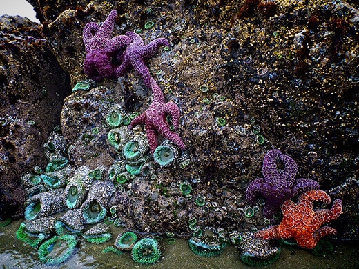 Starfish and sea anemones.