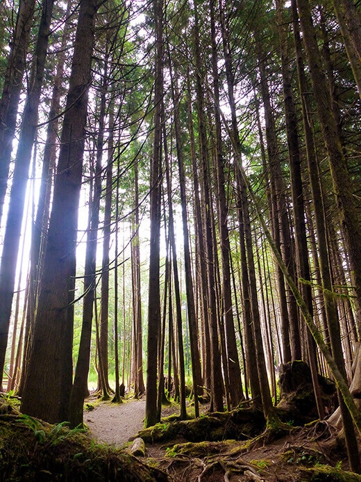 Temperate rainforest in the Pacific Rim.