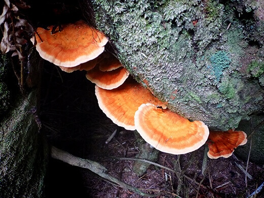 Mushrooms on the Wild Pacific Trail.