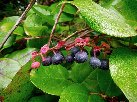 Wild blueberries.