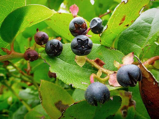 Wild blueberries.