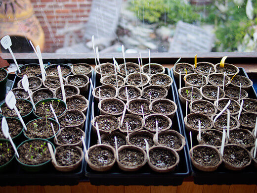 New seeds started by the bay window