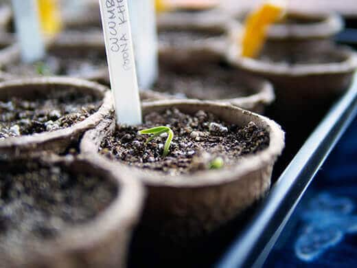 Seedlings starting to emerge