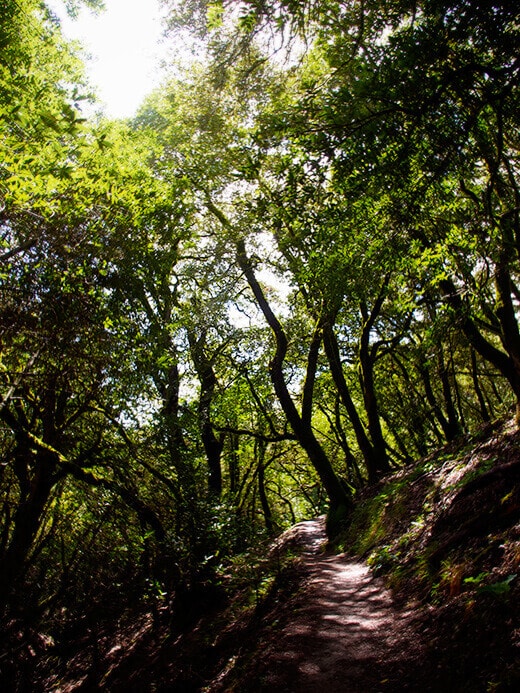 Forest canopy