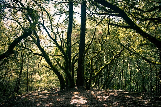 Mossy forest
