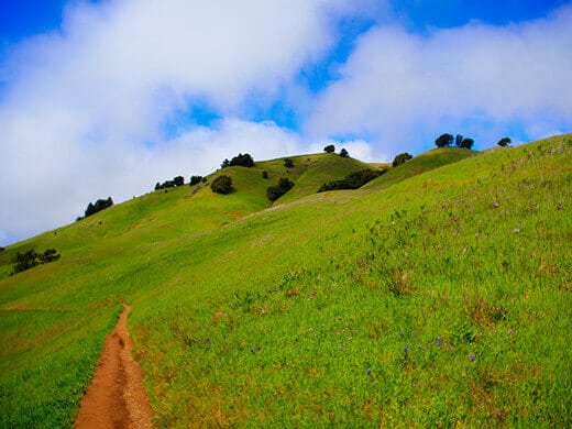 Verdant grasslands on the Matt Davis Trail