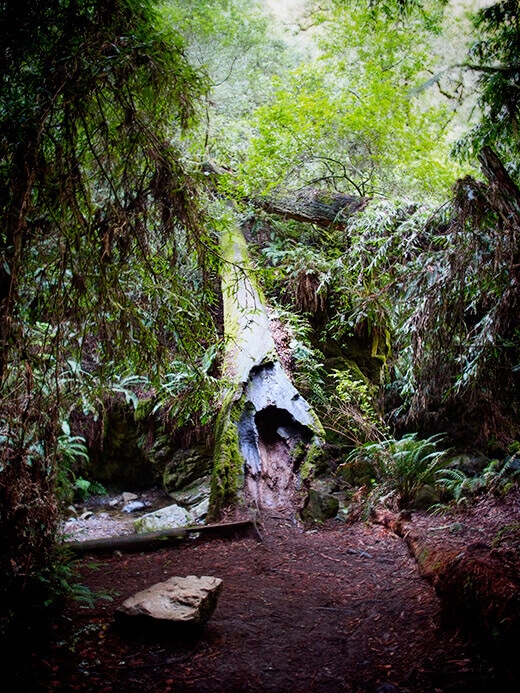 Fallen tree trunk