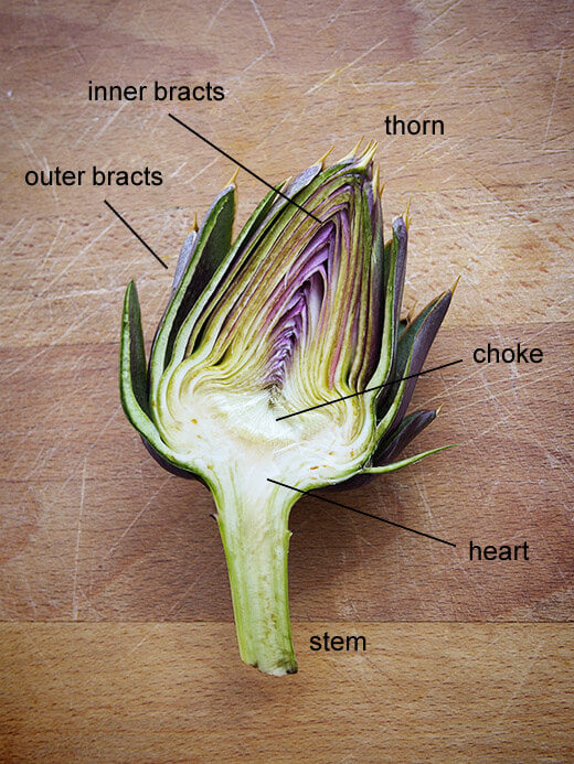 Anatomy of an artichoke