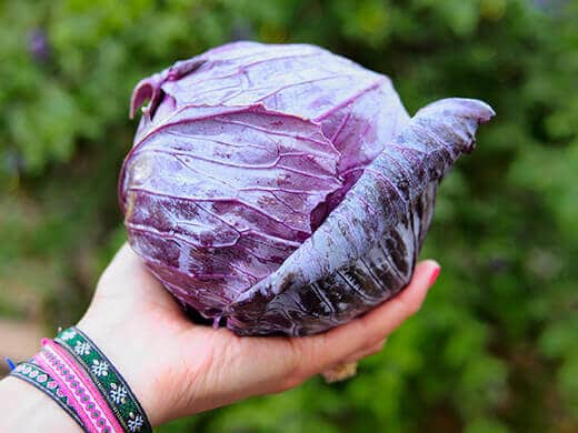 Mammoth Red Rock cabbage