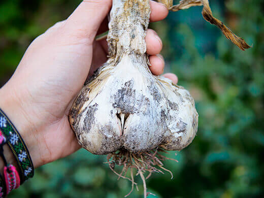 Inchelium Red garlic