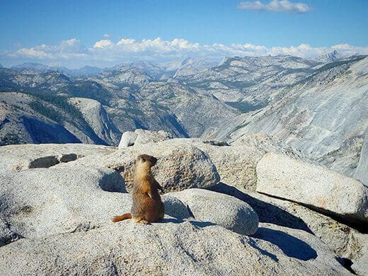 Yellow-bellied marmot on top of Half Dome