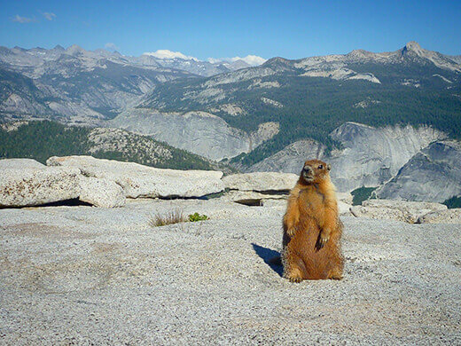 Yellow-bellied marmot in Yosemite