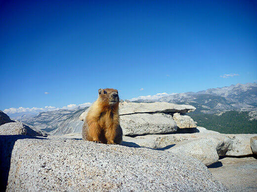 Marmot on Half Dome