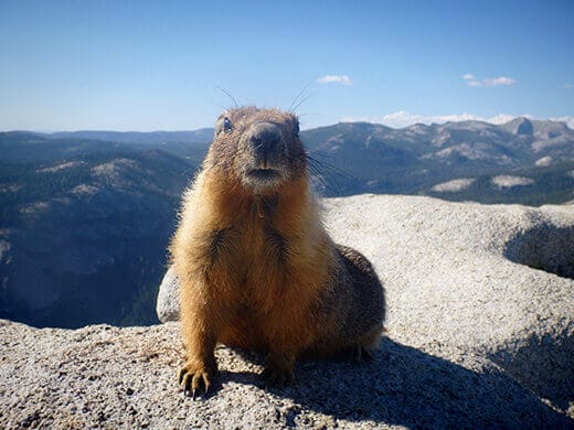 Portrait of a marmot