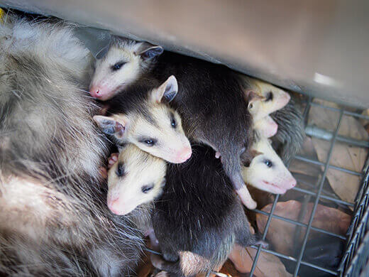 Baby opossums