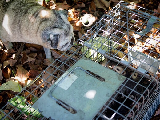 Opossums in a Havahart trap