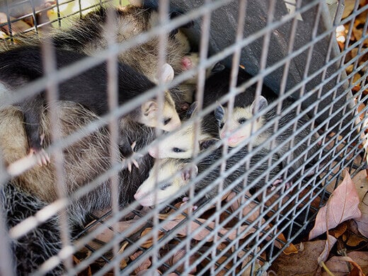 Opossum family found in a trap