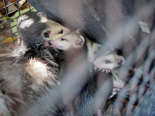 Baby opossums sleeping