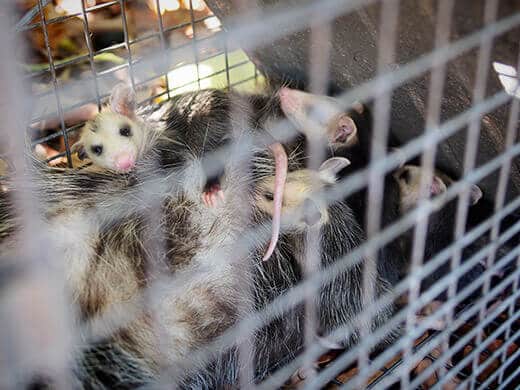 Baby opossums