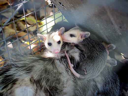 Opossum siblings
