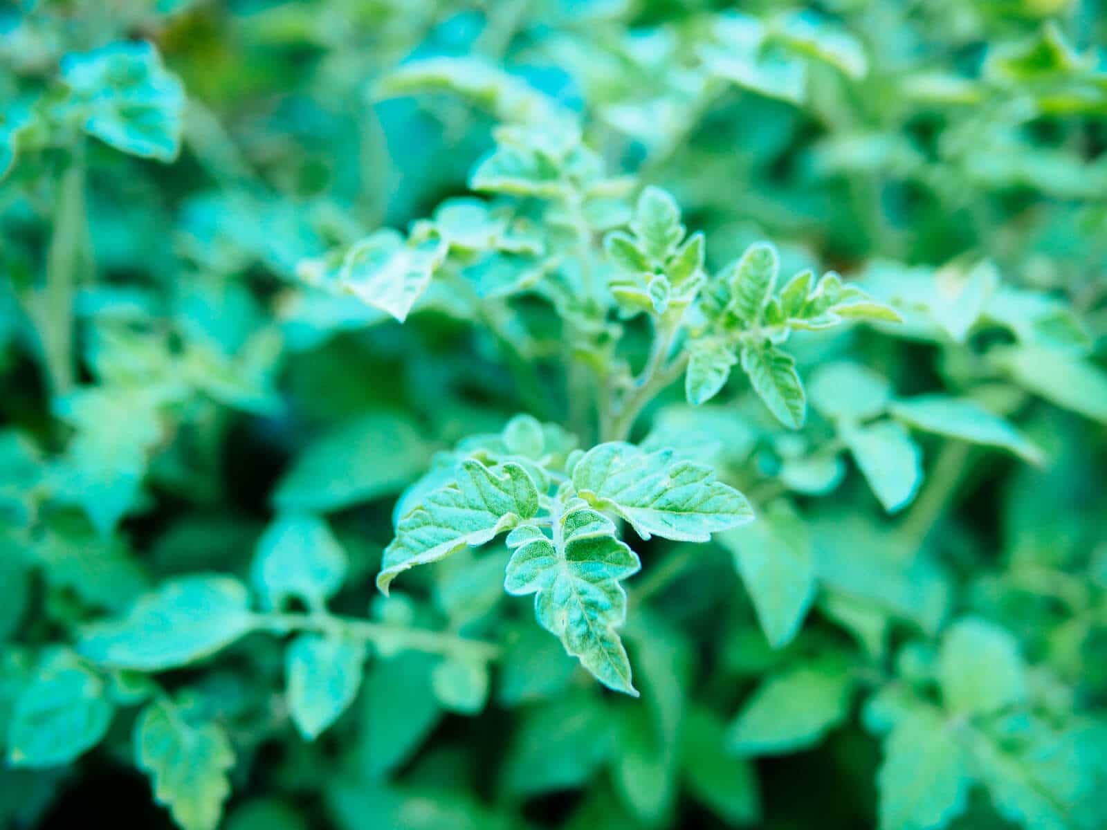 Tomato leaves