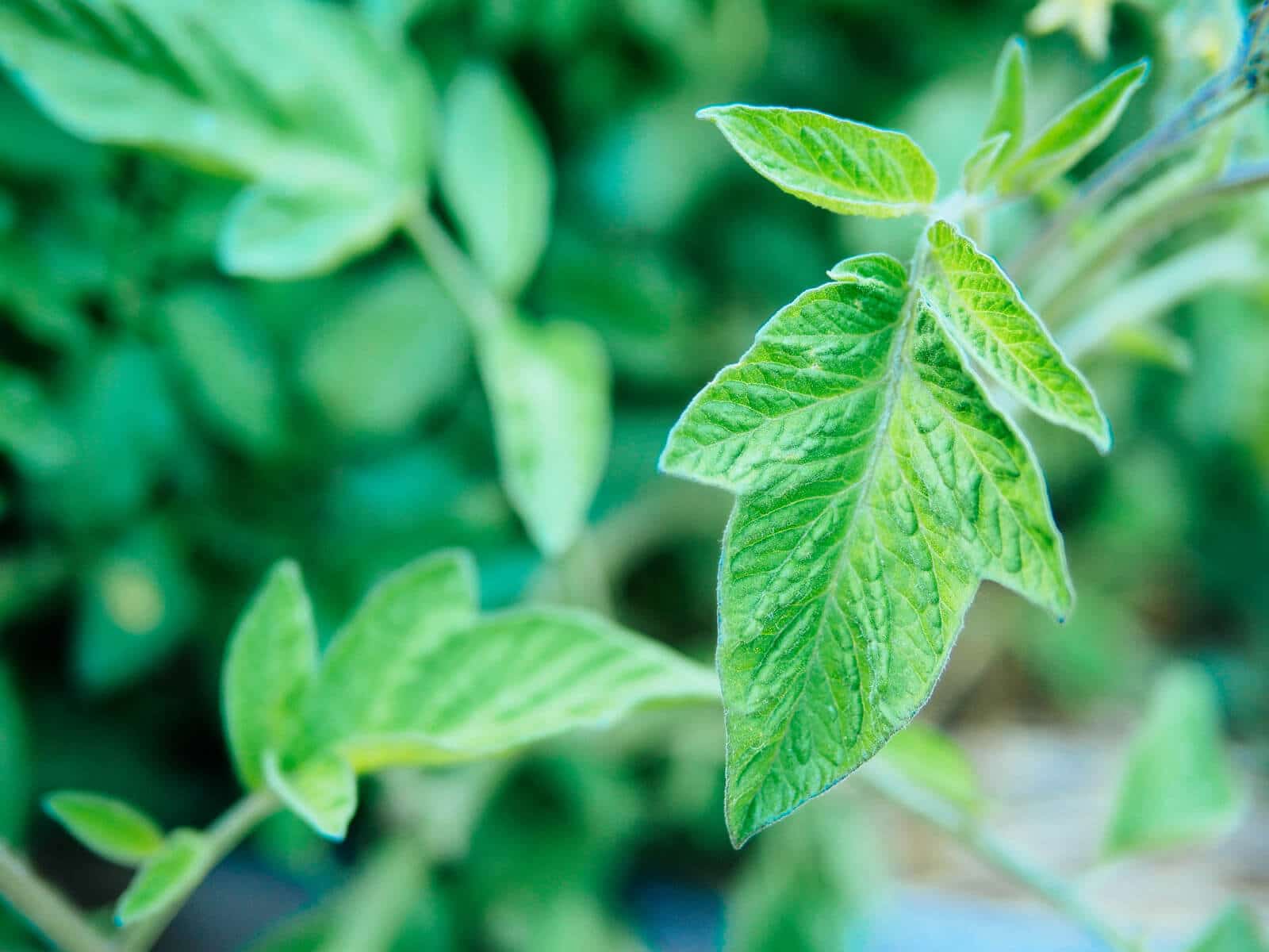 Potato-shaped tomato leaves