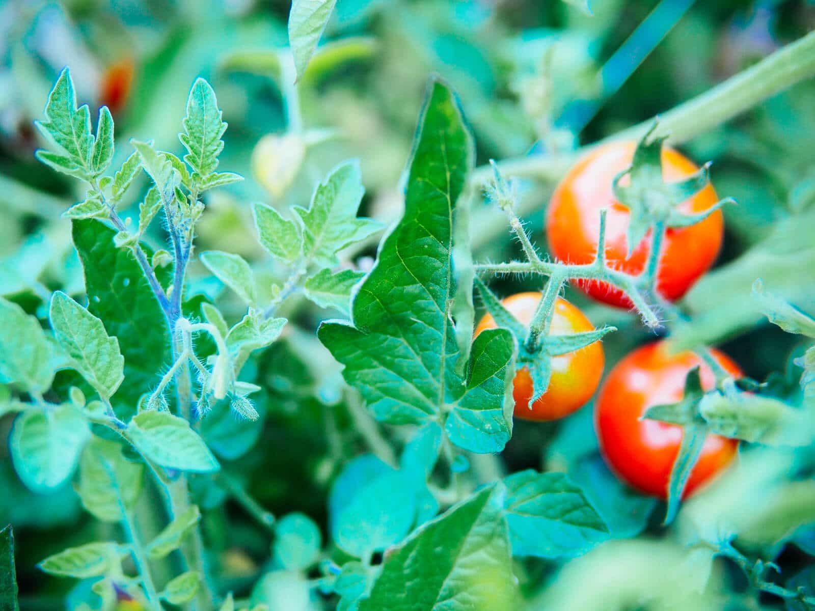Close-up of tomato leaves and ripe red tomatoes
