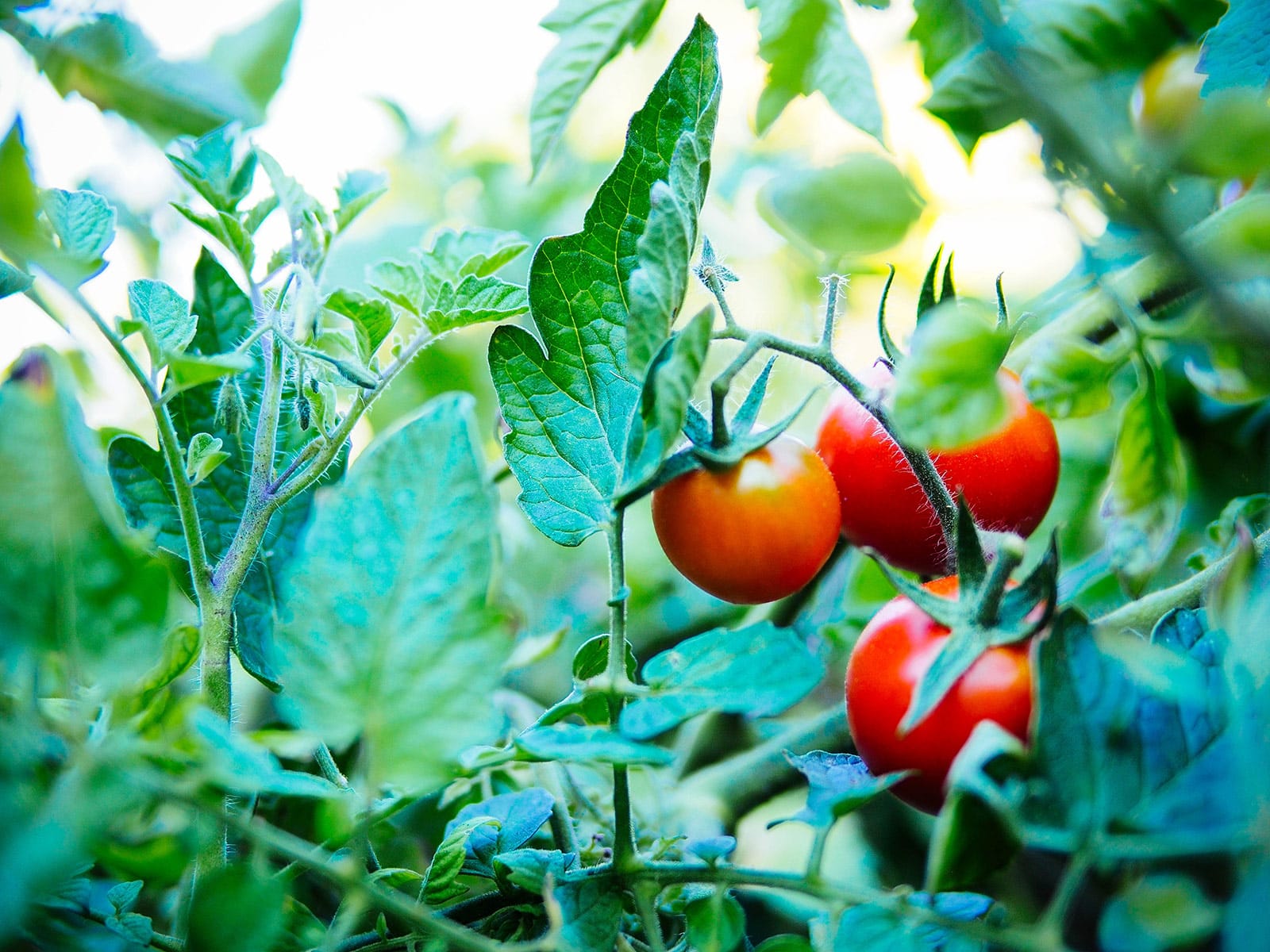 Vine-ripened cherry tomatoes