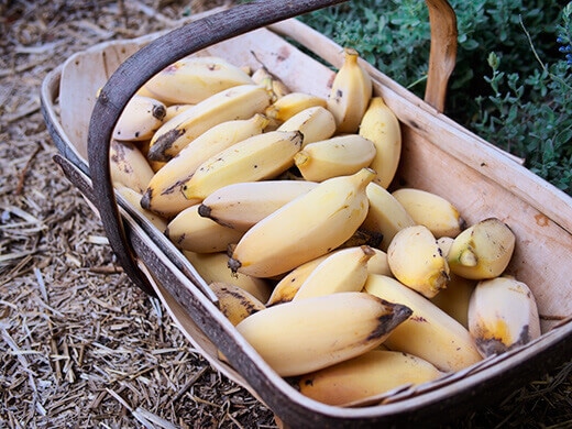 Tree-ripened bananas
