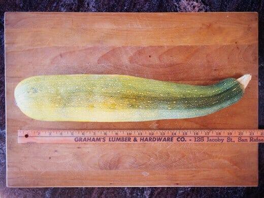 Monster zucchini