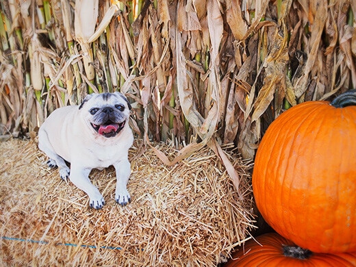 Happy pug