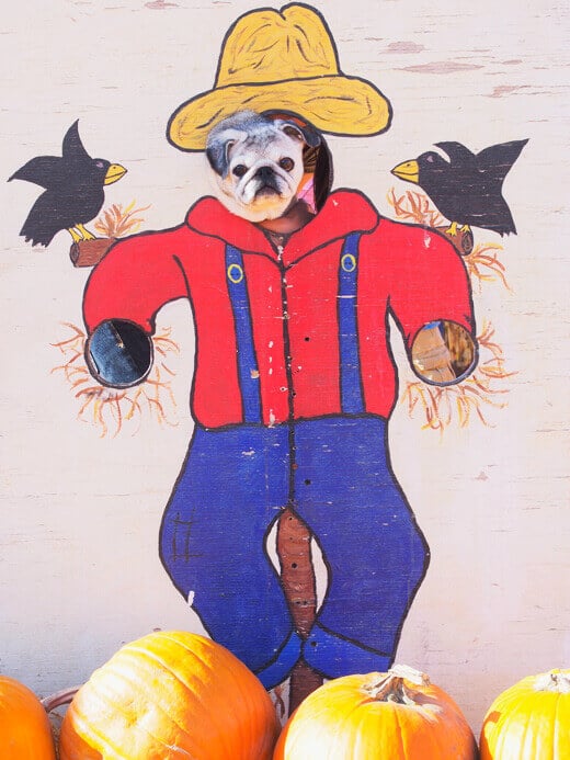 Scarepug