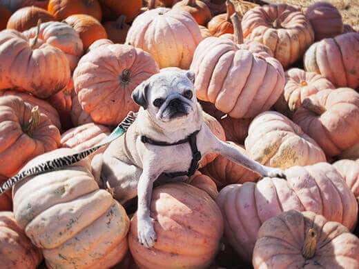 Piles of pug 'n pumpkin