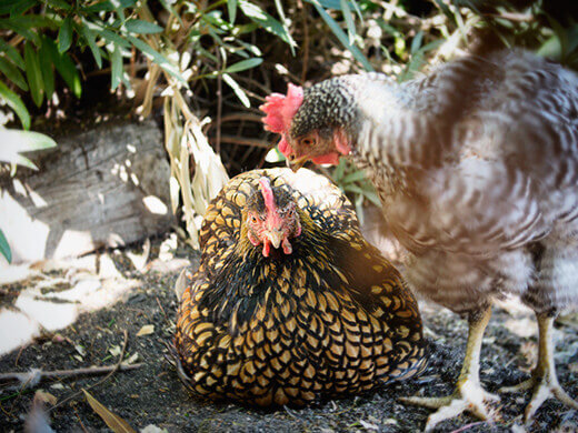 Chickens in molt