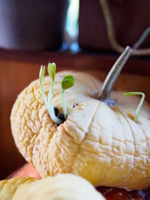 Seedlings germinating inside a squash