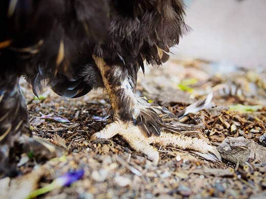 Molting feet feathers