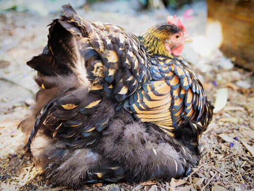 Hen in soft molt