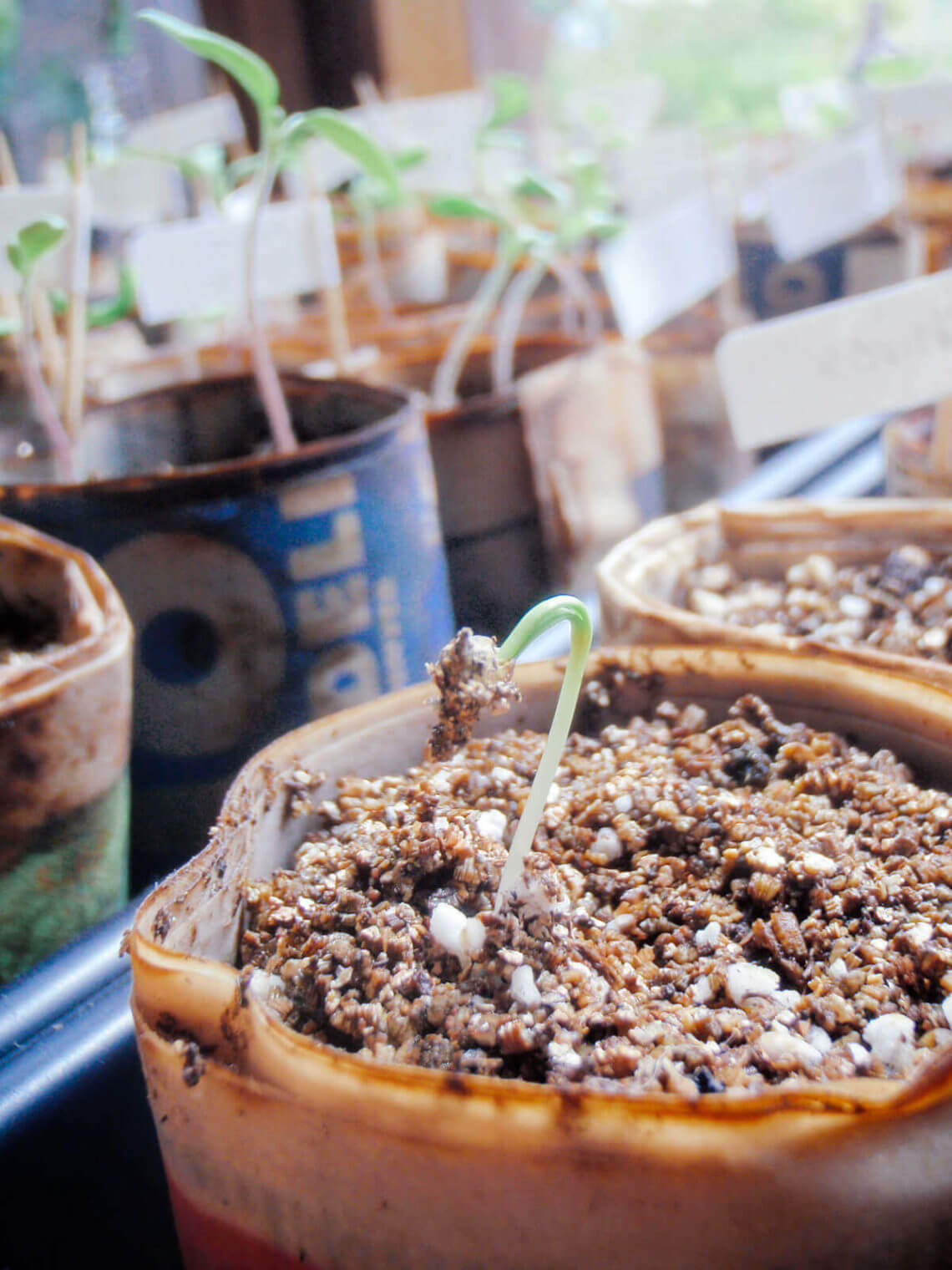 Seed starting containers you already have around the house