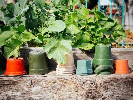Reuse pots year after year