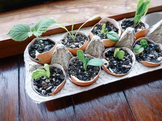 Starting seeds in eggshells