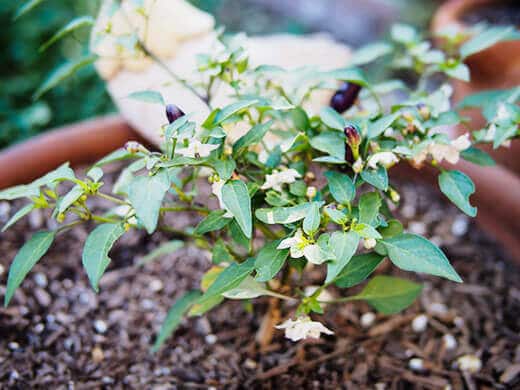 Blossoms on pepper plant